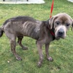 Dog Chained. Photo Source:BC SPCA