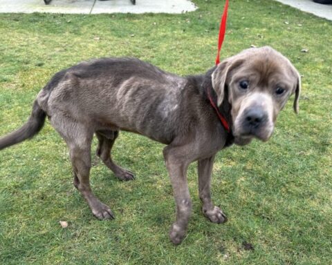 Dog Chained. Photo Source:BC SPCA