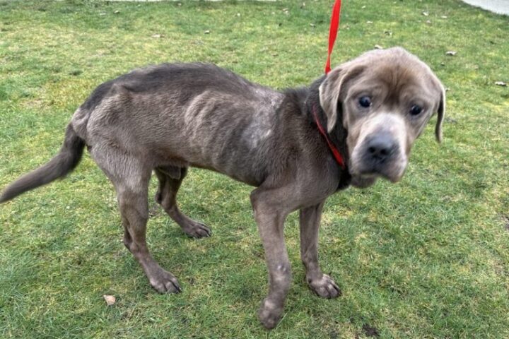 Dog Chained. Photo Source:BC SPCA