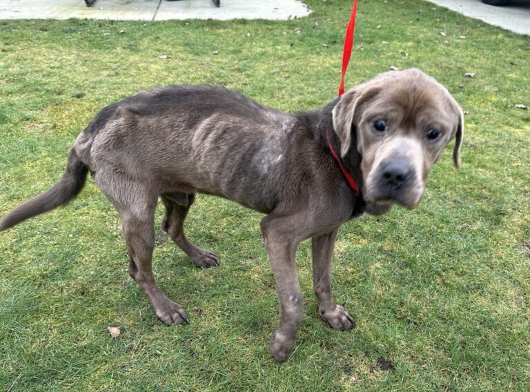 Dog Chained. Photo Source:BC SPCA