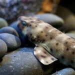 Swell shark (Cephaloscyllium ventriosum) at Ripley’s Aquarium of Canada PhotoSource:City.and.Color(CC BY 2.0)