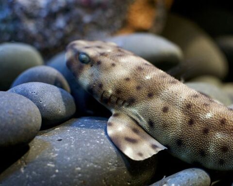 Swell shark (Cephaloscyllium ventriosum) at Ripley’s Aquarium of Canada PhotoSource:City.and.Color(CC BY 2.0)