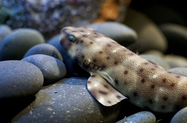 Swell shark (Cephaloscyllium ventriosum) at Ripley’s Aquarium of Canada PhotoSource:City.and.Color(CC BY 2.0)