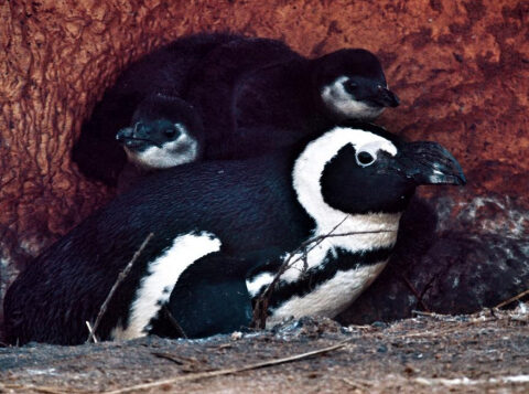 Representative image. Two critically endangered black-footed penguin chicks hatched at Banham Zoo in Norfolk.Photo Source: Banham Zoo.