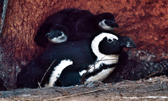 Representative image. Two critically endangered black-footed penguin chicks hatched at Banham Zoo in Norfolk.Photo Source: Banham Zoo.