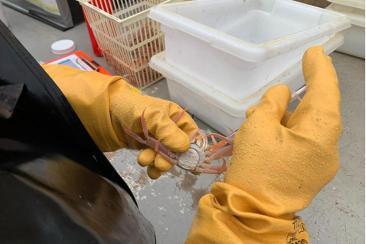 Erin Fedawa collects snow crab hemolymph samples during the 2023 Eastern Bering Sea bottom trawl survey to monitor for bitter crab disease. Photo Source: NOAA Fisheries