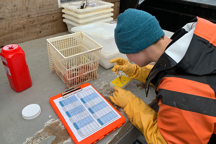 Blood samples being transferred to a 96-well plate on survey for later PCR analysis. Photo Source: NOAA Fisheries.