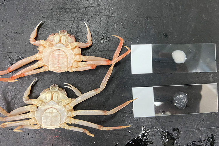 Visual symptoms used to detect bitter crab disease include milky white blood and red-pink discoloration of the crab (shown in top individual vrs. healthy individual on bottom). Photo Source: NOAA Fisheries.