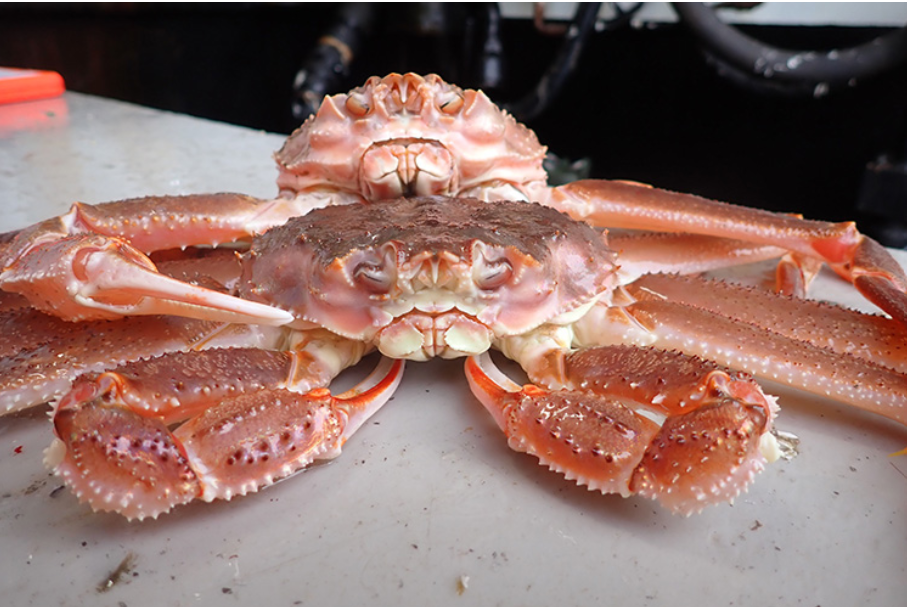 The top crab is a snow crab, and the bottom crab is a Tanner crab. Photo Source: NOAA Fisheries.