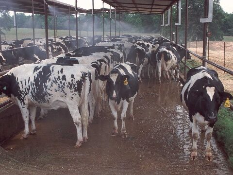 Representative Image. Dairy Farm Production. Photo Source: U.S. Department of Agriculture (flickr)