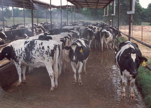 Representative Image. Dairy Farm Production. Photo Source: U.S. Department of Agriculture (flickr)