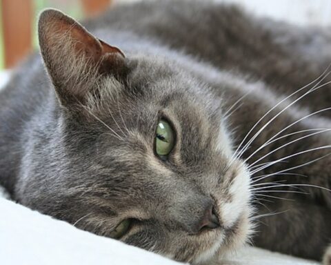 Representative Image: American Shorthair Cat. Photo Source: Wikipedia (CC BY-SA 3.0)