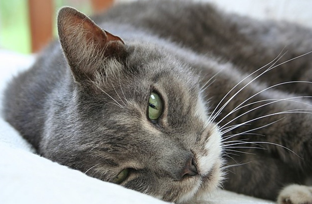 Representative Image: American Shorthair Cat. Photo Source: Wikipedia (CC BY-SA 3.0)