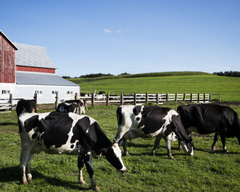 Representative Image: Holstein dairy cows at the Dunnum Family.