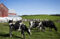 Representative Image: Holstein dairy cows at the Dunnum Family.