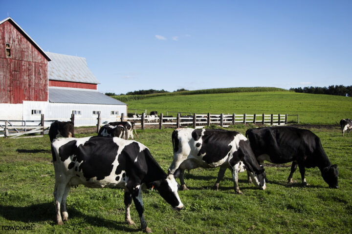 Representative Image: Holstein dairy cows at the Dunnum Family.