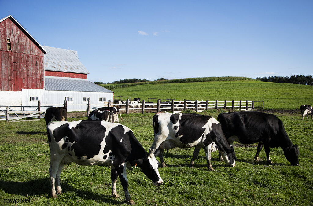 Representative Image: Holstein dairy cows at the Dunnum Family.