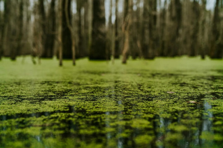 A green alga Photo Source:Dr Helen Onyeaka (University of Birmingham)