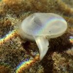 Clam Species : Photo Source:University of California, Santa Barbara