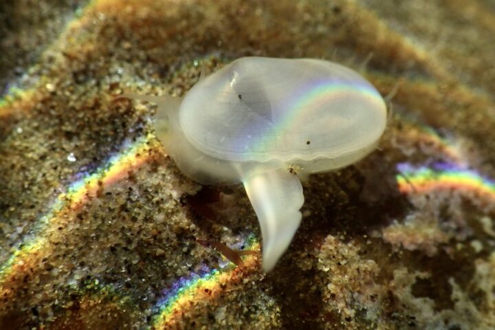 Clam Species : Photo Source:University of California, Santa Barbara