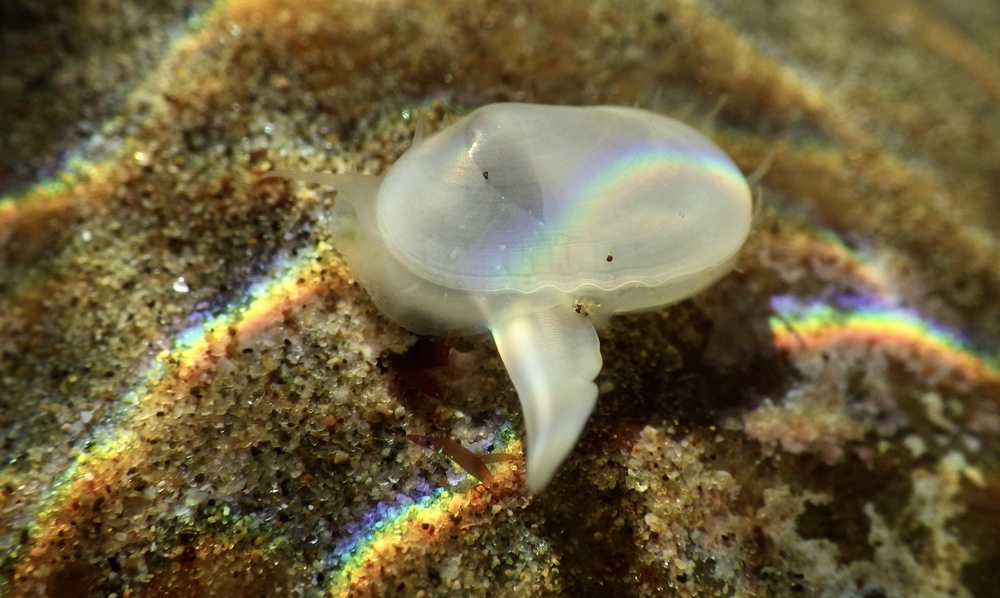 Clam Species: Photo Source: University of California, Santa Barbara