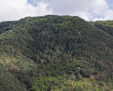 Thin leaves and strong roots gain ground in response to climate change Photo Source: Universitat Autonoma de Barcelona