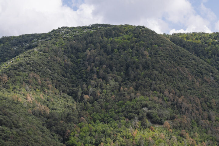 Thin leaves and strong roots gain ground in response to climate change Photo Source: Universitat Autonoma de Barcelona