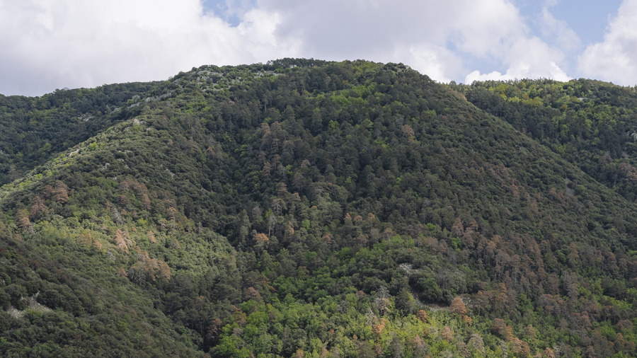 Thin leaves and strong roots gain ground in response to climate change Photo Source: Universitat Autonoma de Barcelona