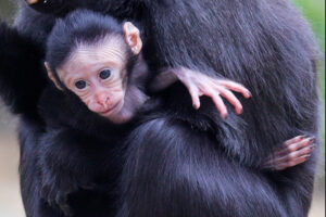 Representative Image: Baby monkey being held by an adult monkey Photo Source: Drusillas Park (Facebook)