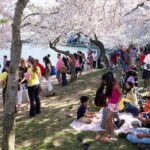 Outdoor scene under blooming cherry blossom trees. Photo Source - David Coleman