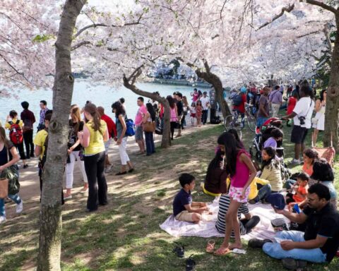 Outdoor scene under blooming cherry blossom trees. Photo Source - David Coleman