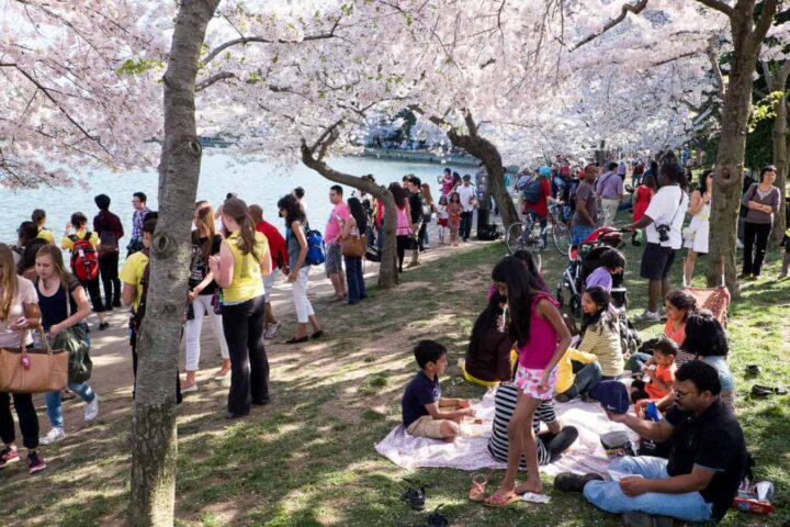 Outdoor scene under blooming cherry blossom trees. Photo Source - David Coleman