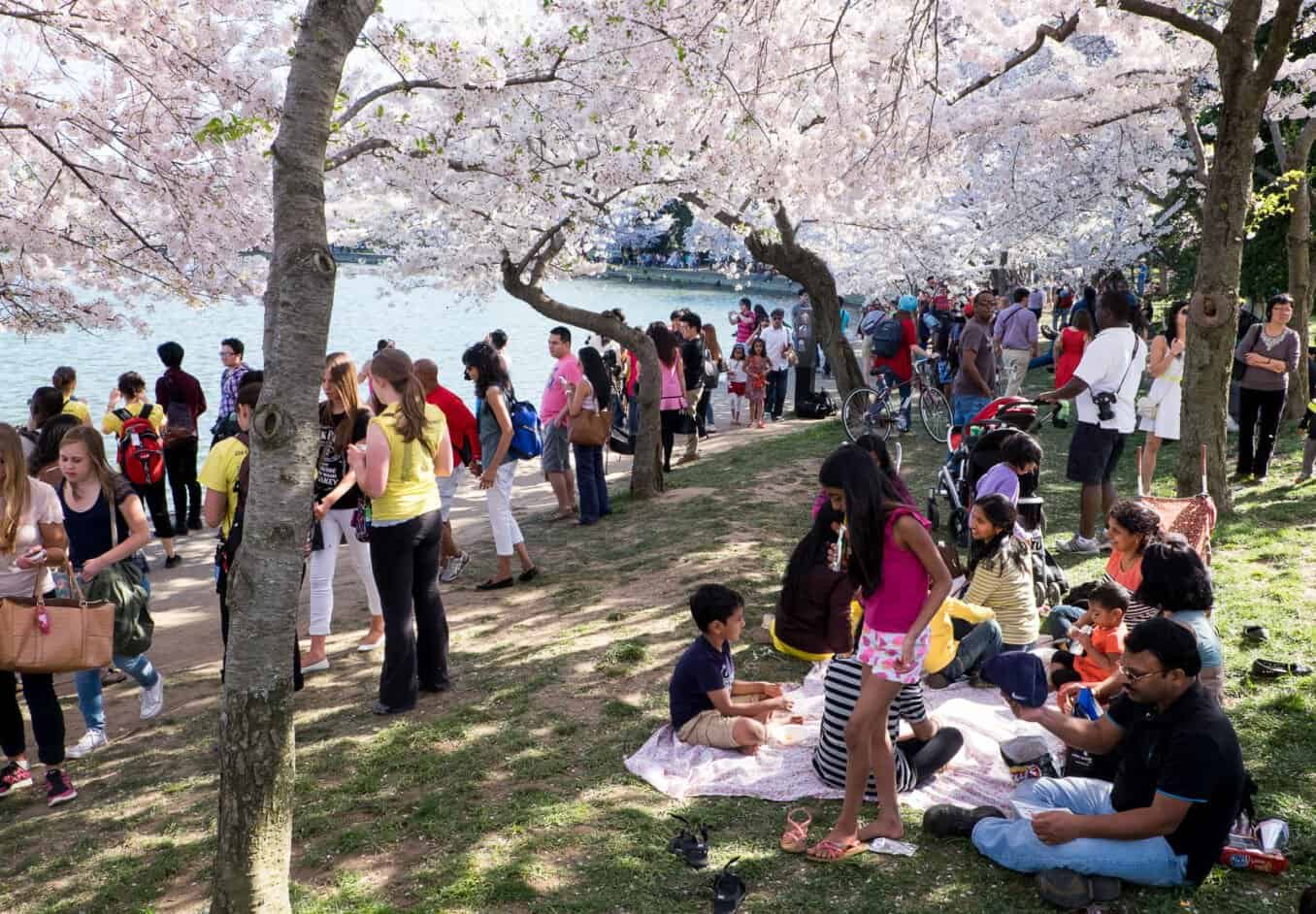 Outdoor scene under blooming cherry blossom trees. Photo Source - David Coleman