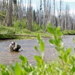 A Person in stream, gathering samples, surrounded by forest. Photo Source: Kelly Martin/U.S. Forest Service.