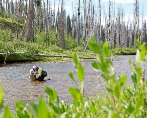 A Person in stream, gathering samples, surrounded by forest. Photo Source: Kelly Martin/U.S. Forest Service.