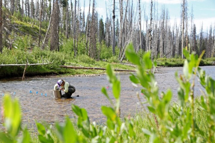 A Person in stream, gathering samples, surrounded by forest. Photo Source: Kelly Martin/U.S. Forest Service.