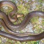 Representative image. A brown snake coiled up on grass. Photo Source: Antonio Gandini.