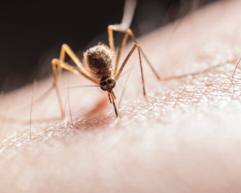 Representative Image. A mosquito feeding on human skin. Photo Source - Jimmy Chan (Pexels)