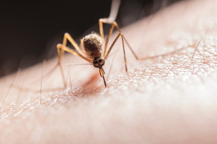 Representative Image. A mosquito feeding on human skin. Photo Source - Jimmy Chan (Pexels)