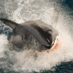 Representative Image: Great White (Tinker) breaching at Neptune islands.