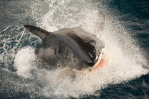 Representative Image: Great White (Tinker) breaching at Neptune islands.