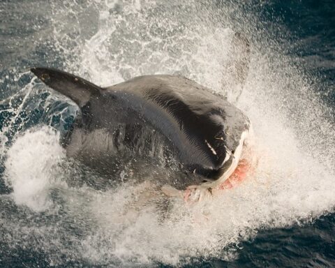 Representative Image: Great White (Tinker) breaching at Neptune islands.