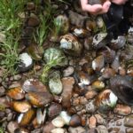 Representative Image. Freshwater Mussels from the Nolichucky River. Photo Source: Rebekah Ewing (USFWS)