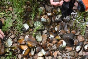 Representative Image. Freshwater Mussels from the Nolichucky River. Photo Source: Rebekah Ewing (USFWS)