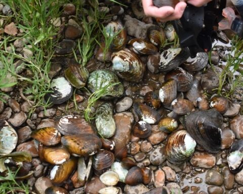 Representative Image. Freshwater Mussels from the Nolichucky River. Photo Source: Rebekah Ewing (USFWS)