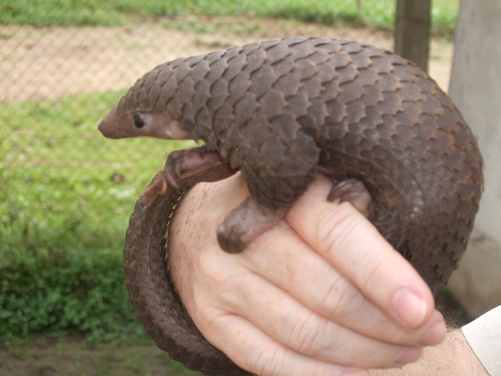 Representative image. Tree pangolin. Photo Source: Valerius Tygart (CC BY-SA 3.0).