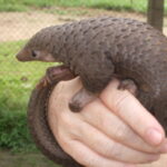 Representative image. Tree pangolin. Photo Source: Valerius Tygart (CC BY-SA 3.0).