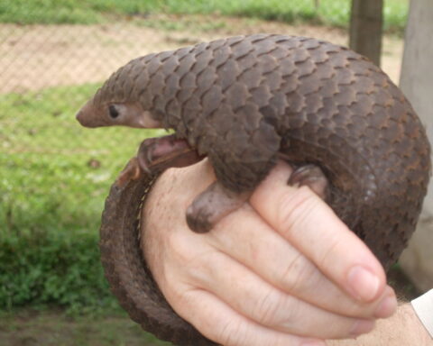 Representative image. Tree pangolin. Photo Source: Valerius Tygart (CC BY-SA 3.0).