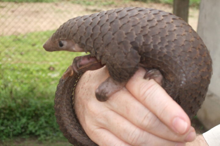 Representative image. Tree pangolin. Photo Source: Valerius Tygart (CC BY-SA 3.0).