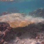 Coral bleaching events that occurred on the southern Great Barrier Reef, Photo Source: The University of Sydney